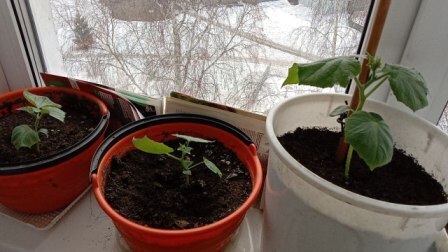 Мой опыт выращивания зелени на подоконнике. А вы как справляетесь с авитаминозом?