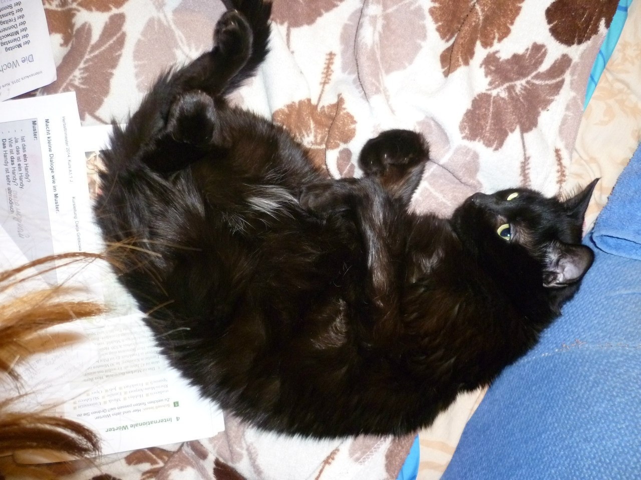 Моего котика больше нет, он уходил у меня на руках, или О любви к животным