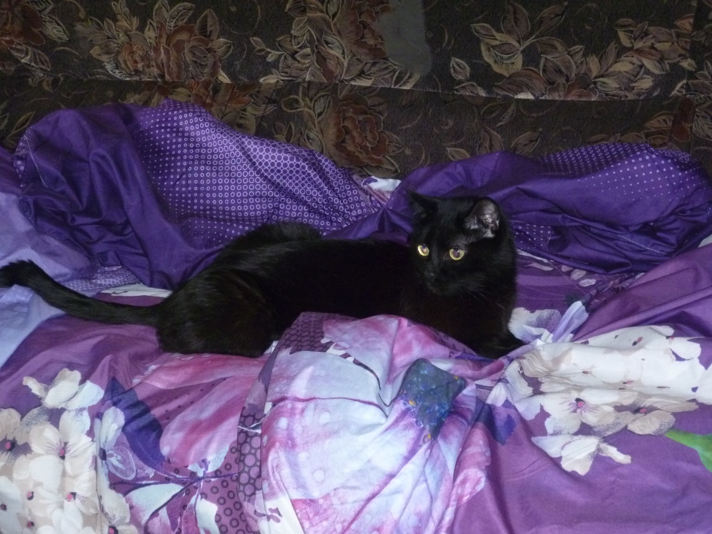 Моего котика больше нет, он уходил у меня на руках, или О любви к животным