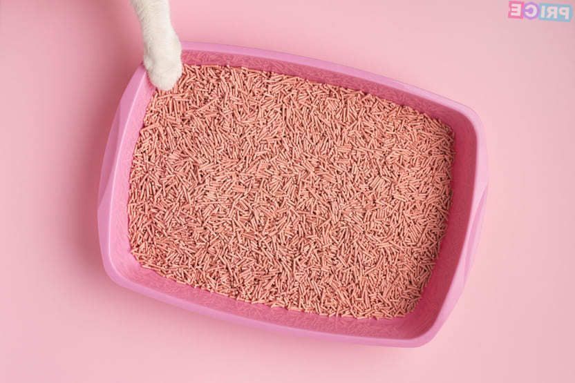 Как выбрать наполнитель для кошачьего туалета