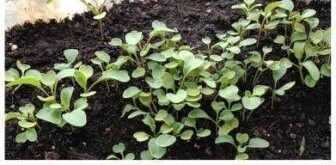 Мой опыт выращивания зелени на подоконнике. А вы как справляетесь с авитаминозом?