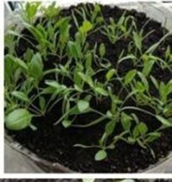 Мой опыт выращивания зелени на подоконнике. А вы как справляетесь с авитаминозом?