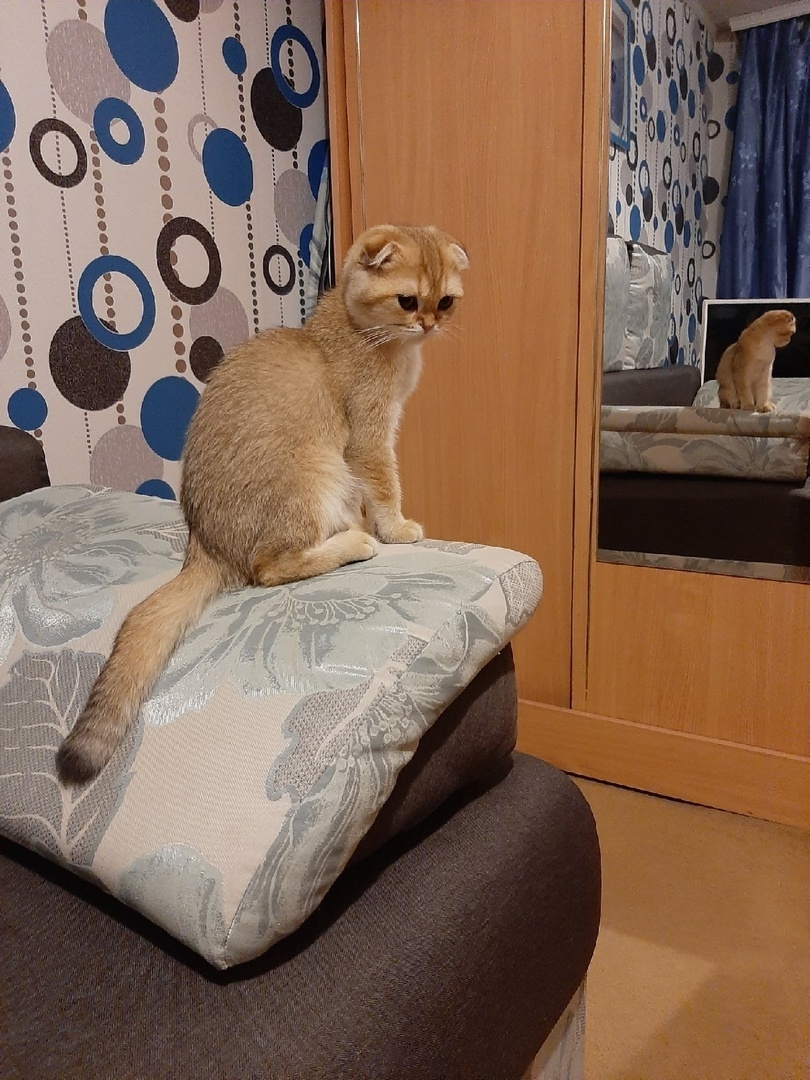 Мой лучший друг – кот Зевс, или Как этот маленький комочек принес столько счастья и тепла в наш дом