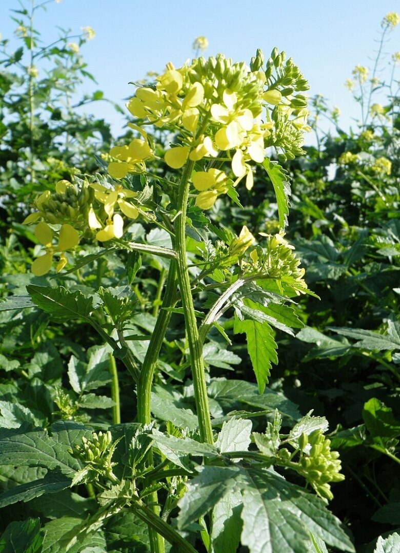 Есть ли толк от сидератов или все же лучше старый, добрый коровий навоз? Ну или иной навоз от иного животного.