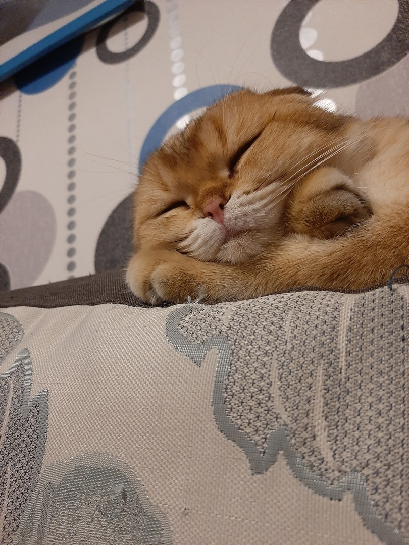 Мой лучший друг – кот Зевс, или Как этот маленький комочек принес столько счастья и тепла в наш дом