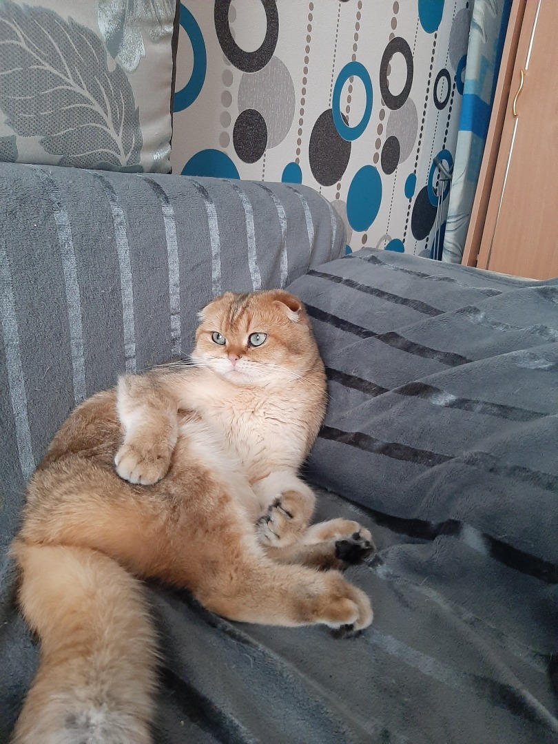 Мой лучший друг – кот Зевс, или Как этот маленький комочек принес столько счастья и тепла в наш дом