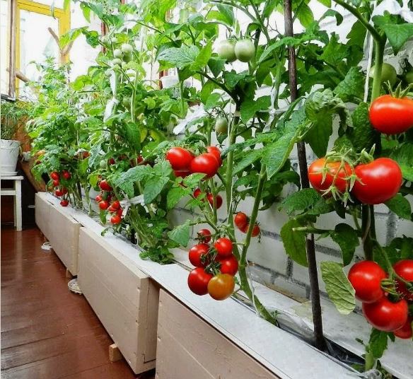 Балконное чудо- Де-Барао. Как вырастить этот томат в домашних условиях на подоконнике?