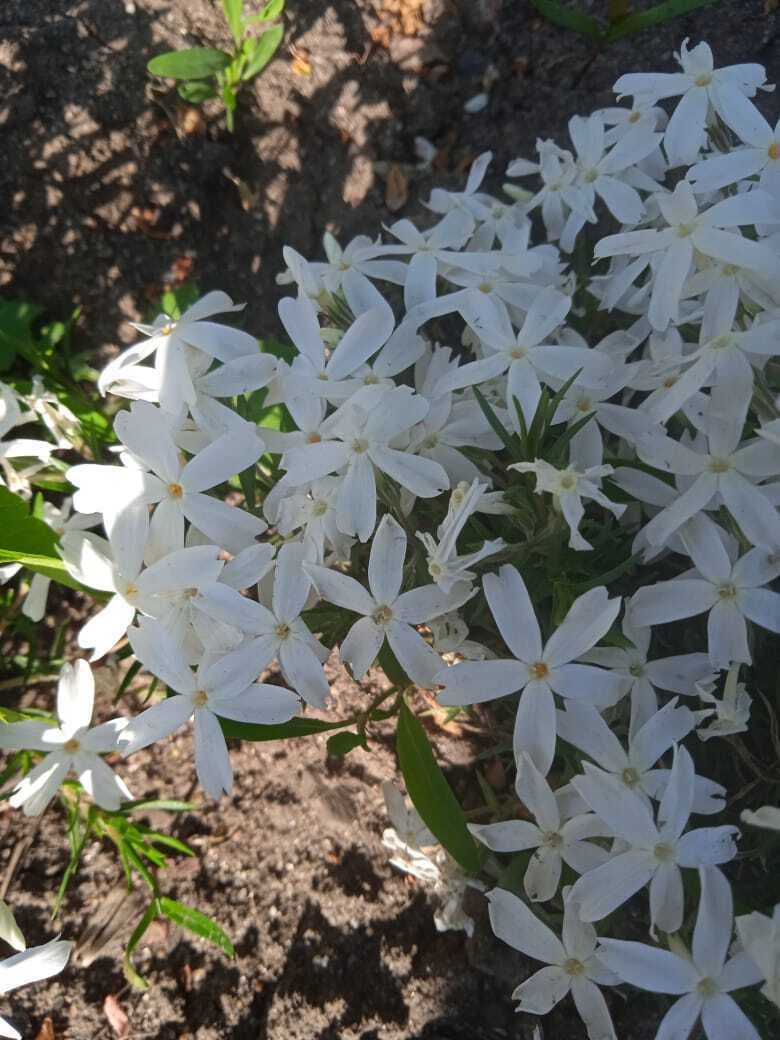 Майские нежные шиловидные флоксы: мои первые весенние цветы.Мои фотографии цветов.