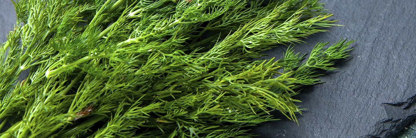 Укроп: от семечек до мощного лекарства!