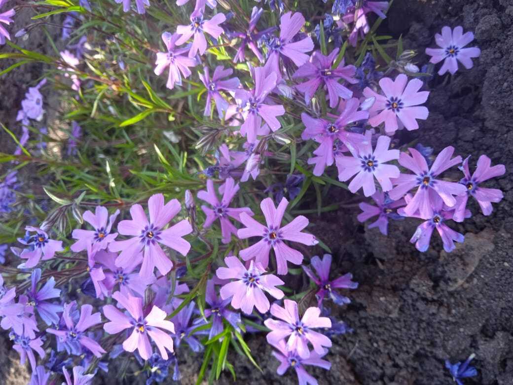 Майские нежные шиловидные флоксы: мои первые весенние цветы.Мои фотографии цветов.