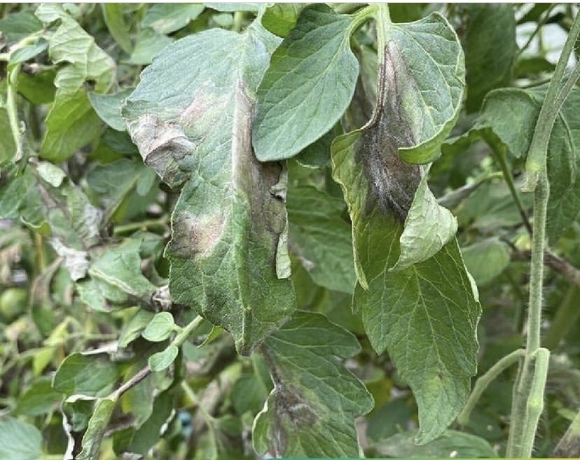 Фитофтороз на томатах