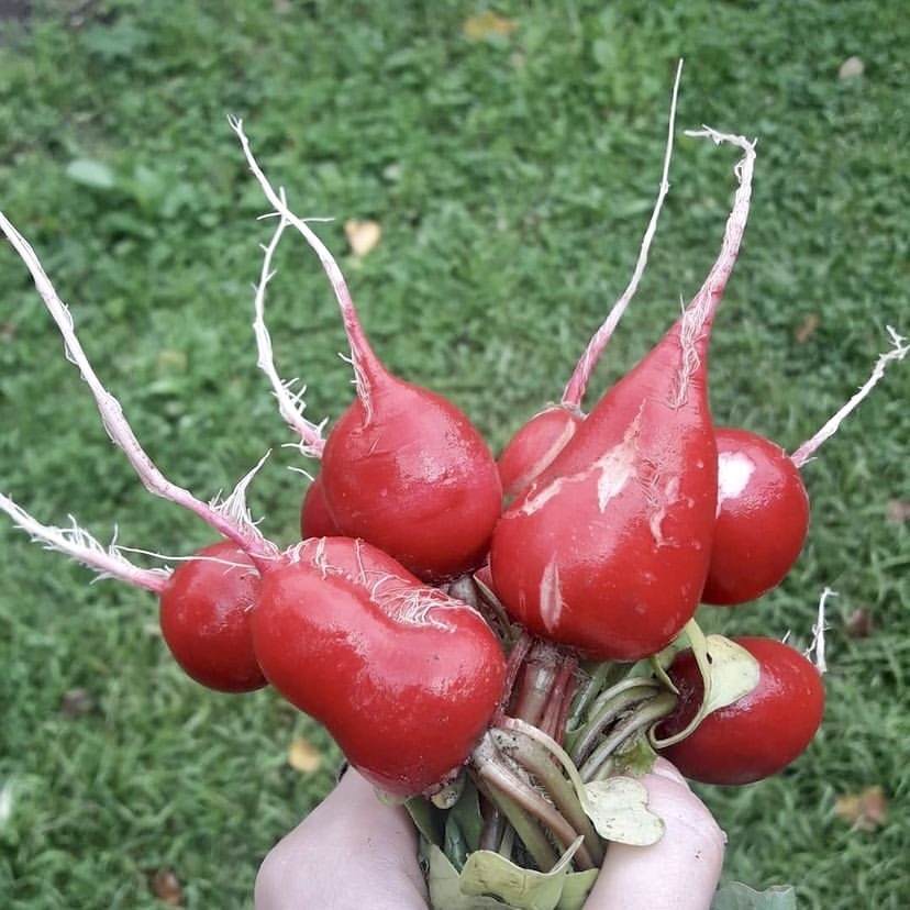 Ранний посев редиса в теплицу и под пленочное укрытие