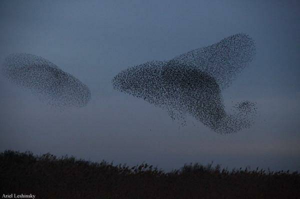 А вы видели «Танец скворцов» ?