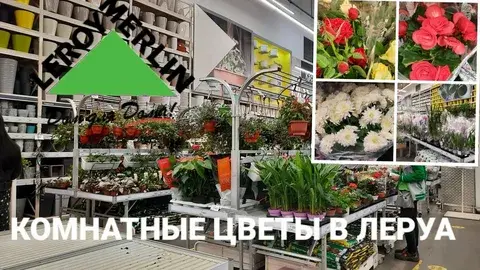 Необычные виды растений для дома и сада в Леруа Мерлен