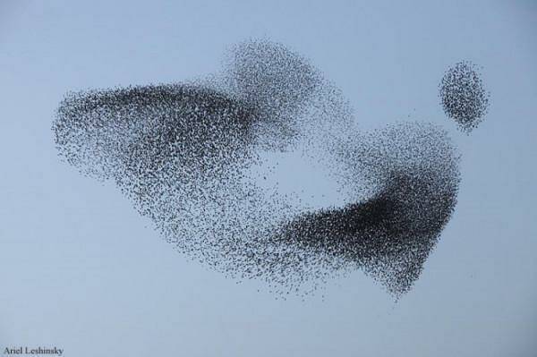 А вы видели «Танец скворцов» ?