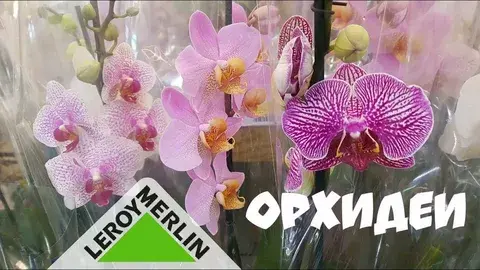 Необычные виды растений для дома и сада в Леруа Мерлен