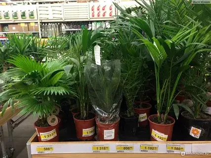 Необычные виды растений для дома и сада в Леруа Мерлен