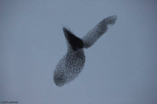 А вы видели «Танец скворцов» ?