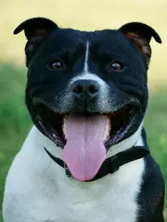 Как выбрать щенка Гоанской собаки Улыбака и где их найти?