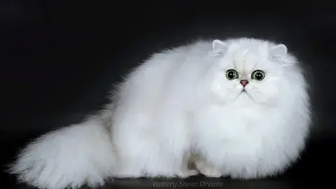 За что вы любите кошачье племя