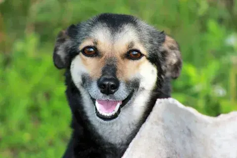 Как выбрать щенка Гоанской собаки Улыбака и где их найти?