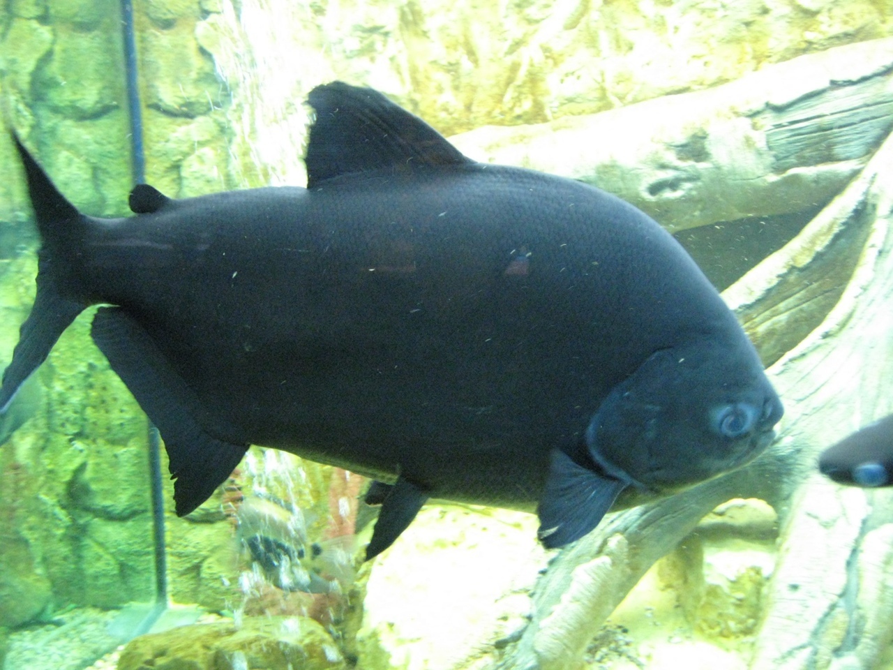 Мой летний отдых в поселке Лазаревское: мы обязательно еще вернемся в эту почти домашнюю атмосферу