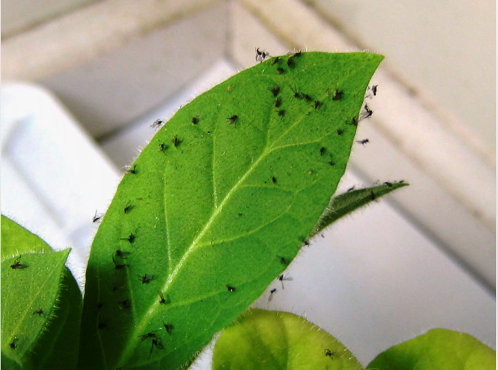 Как избавиться от назойливых мошек на растениях с помощью эффективной ловушки