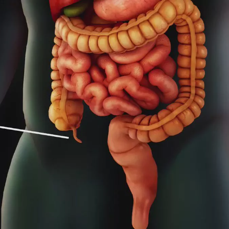 Аппендикс, не так бесполезен, как принято полагать