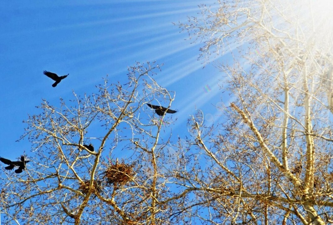 Пернатые прилетели! Птицы, как люди, а люди, как птицы.... Интересная подборка речевых моментов