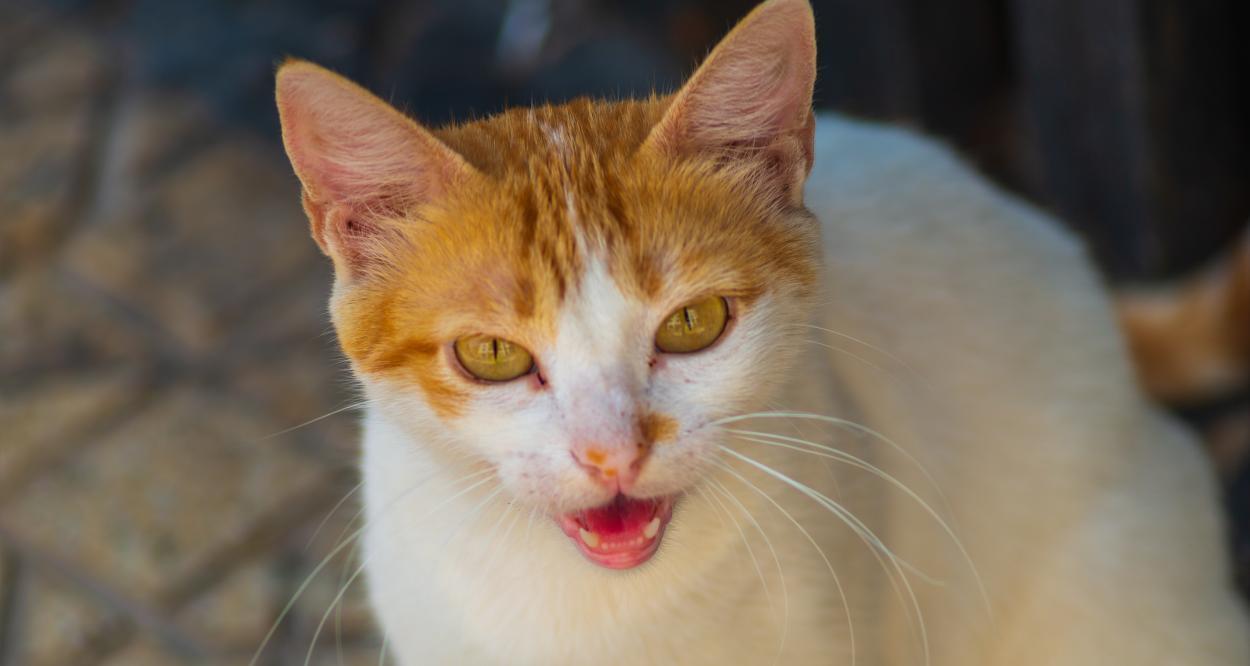 Могут ли кошки контролировать своё мурлыканье ?