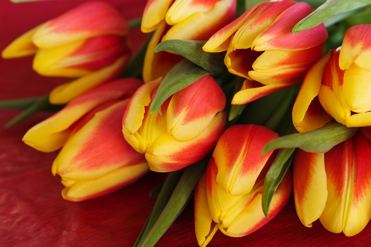 Цветок тюльпана -- этимология и значения. Тайны и истории.