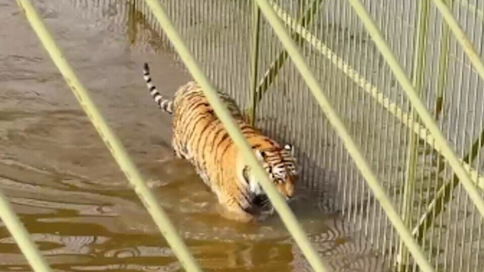 Парк приюта диких животных в Подмосковье "Земля Прайда" пострадал от стихии