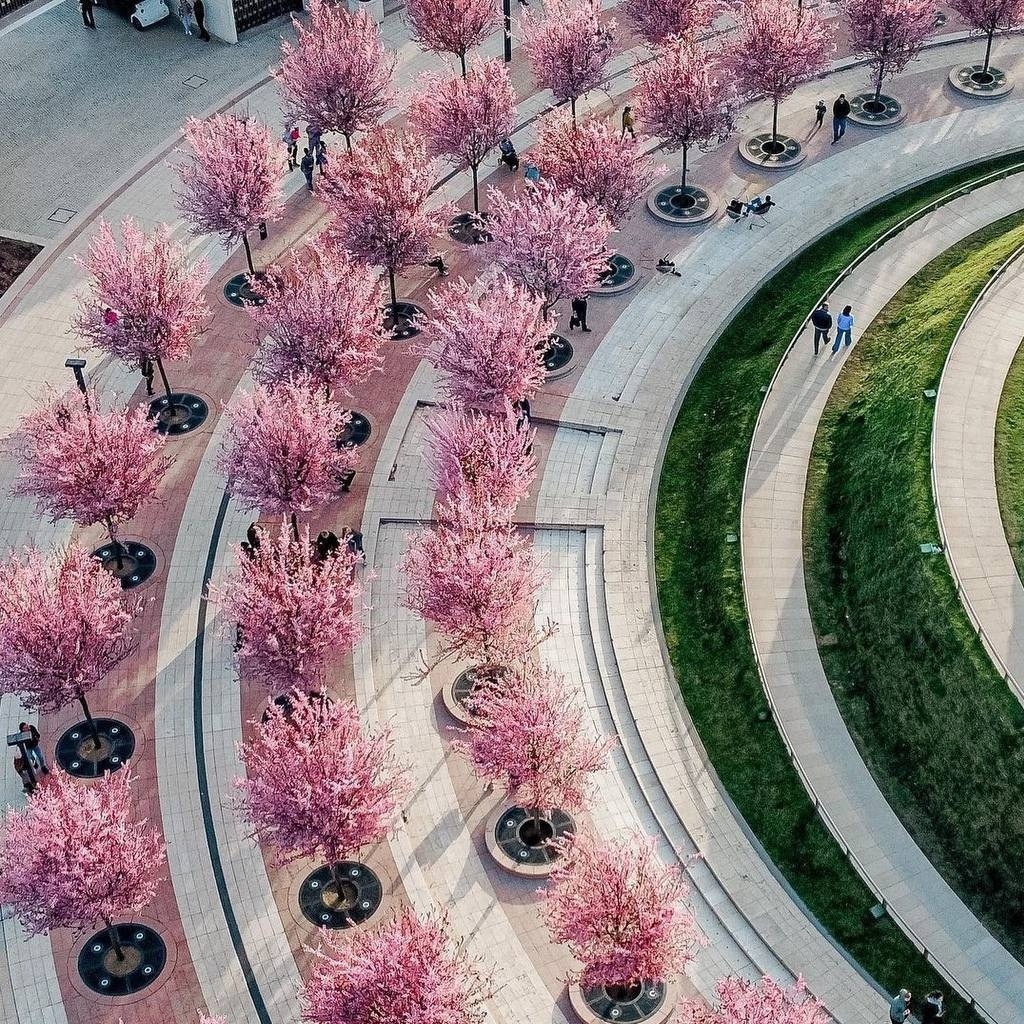 В краснодарском парке Галицкого расцвели сливы Нигра, напоминающие японскую сакуру.