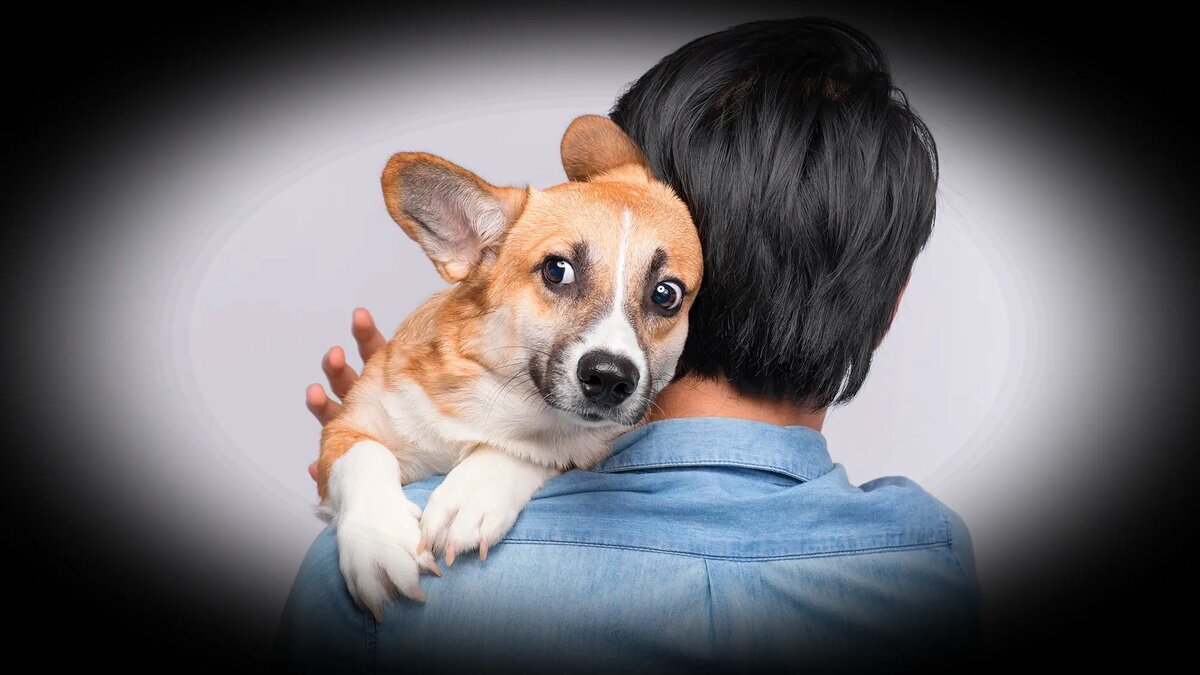 🐾 Взываю к сердцам всех, кто любит четвероногих! 🐶💔