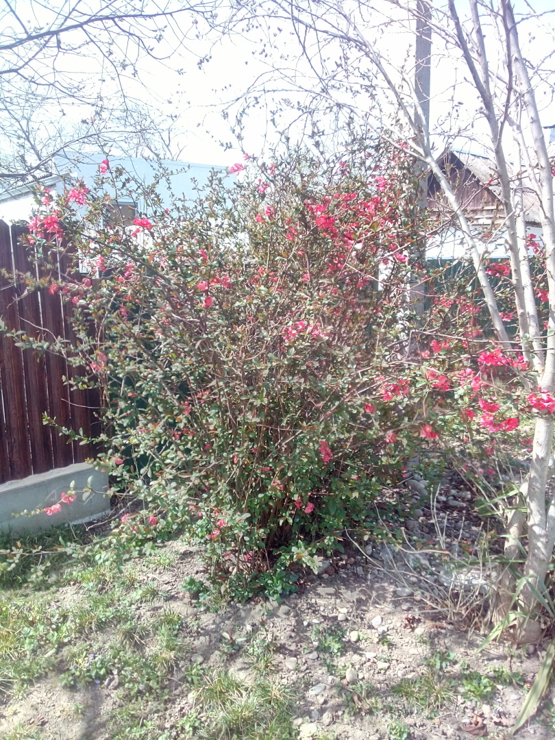 Середина весны, как лето. На Кубани жара под тридцать .Всё цветёт и пахнет.