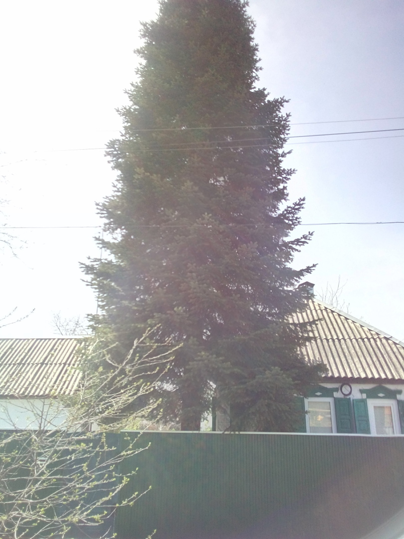 Середина весны, как лето. На Кубани жара под тридцать .Всё цветёт и пахнет.