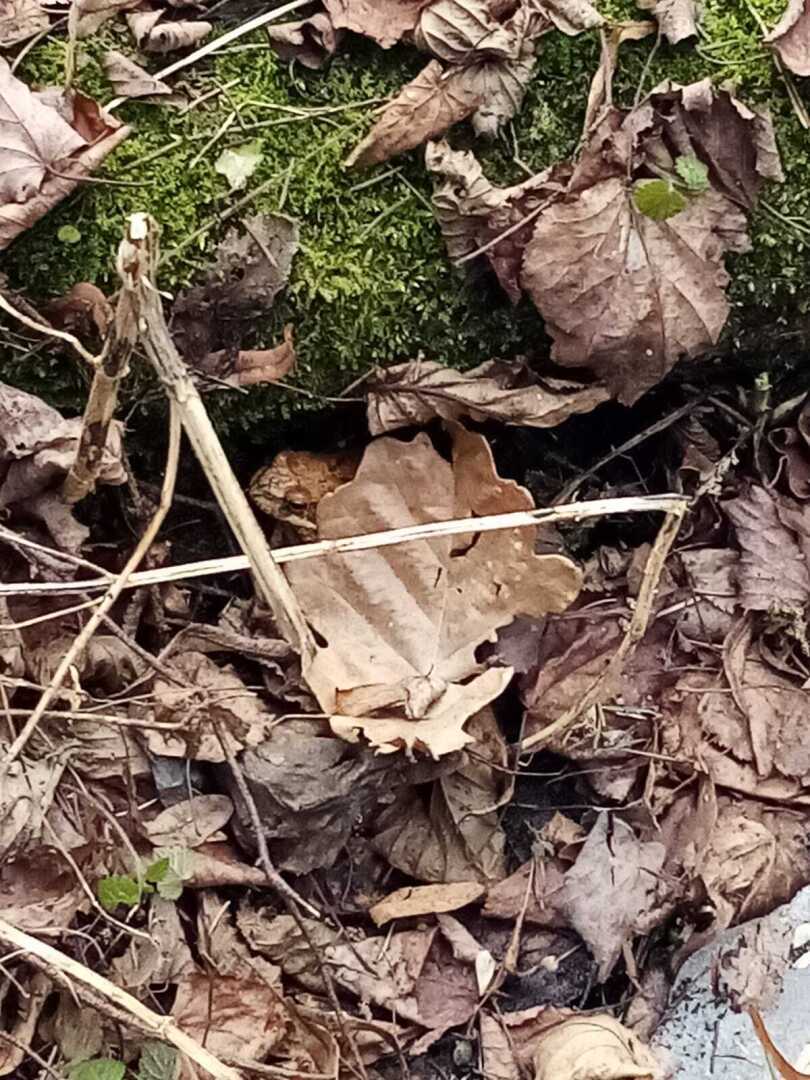 Ранняя весна в парке. Барский пруд, родник и пробудившаяся лягушка. Прекрасное место для отдыха!