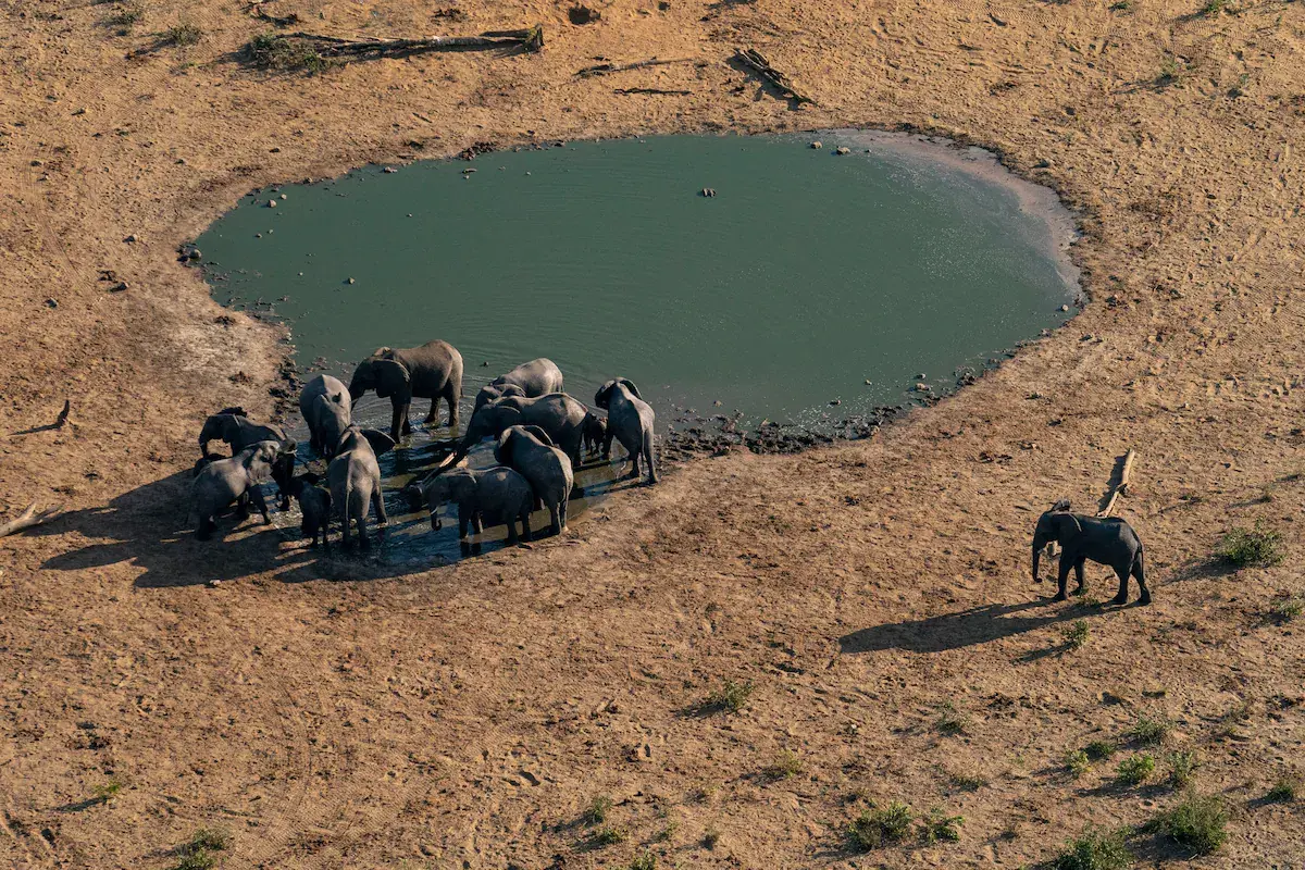 Хотите слона? Президент Ботсваны говорит, что в его стране их слишком много