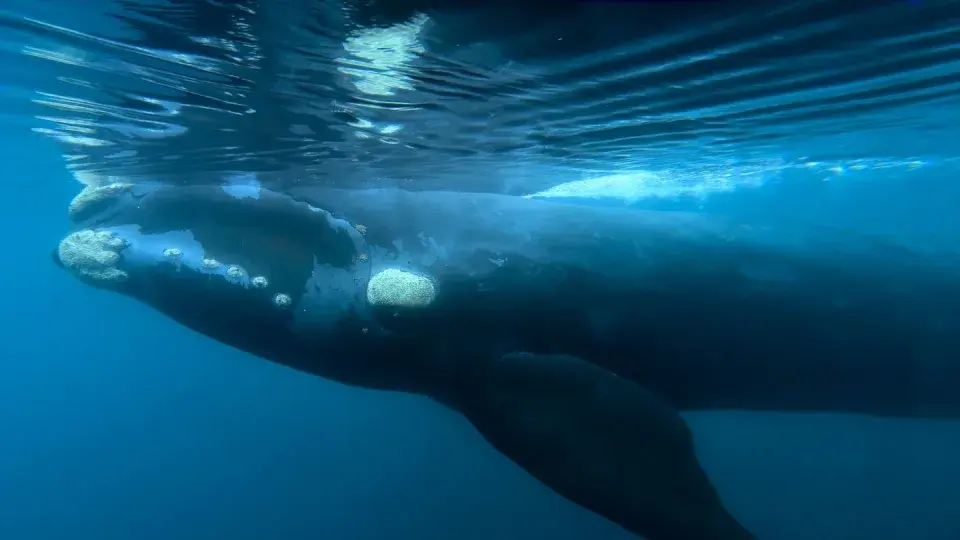 Коренные народы Новой Зеландии и океанских островов объединяются в борьбе за защиту китов и океана