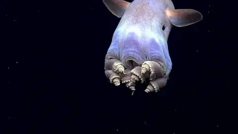 Абсолютно прозрачные обитатели Мирового океана