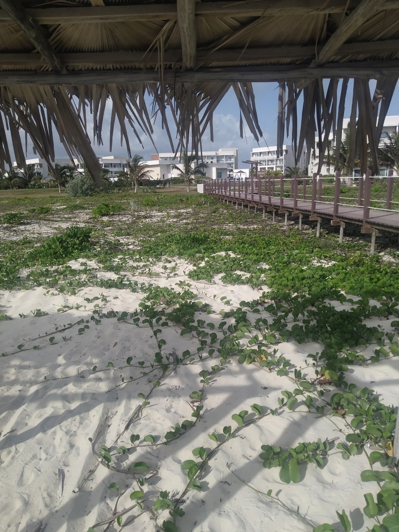 Кубинские каникулы моей подруги: впечатления, минусы, мечты и предпосылки поездки