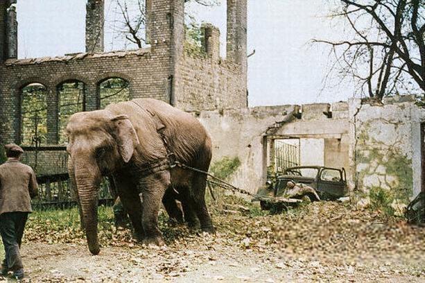 Во время второй мировой войны первая бомба, сброшенная на Берлин, убила единственного слона в Берлинском зоопарке