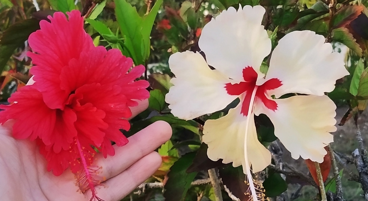 Кубинские каникулы моей подруги: впечатления, минусы, мечты и предпосылки поездки