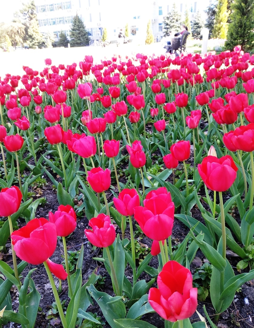 Тюльпановая Анапа 2024. Весна началась с лета, тепло за +20 🌷🌷🌷