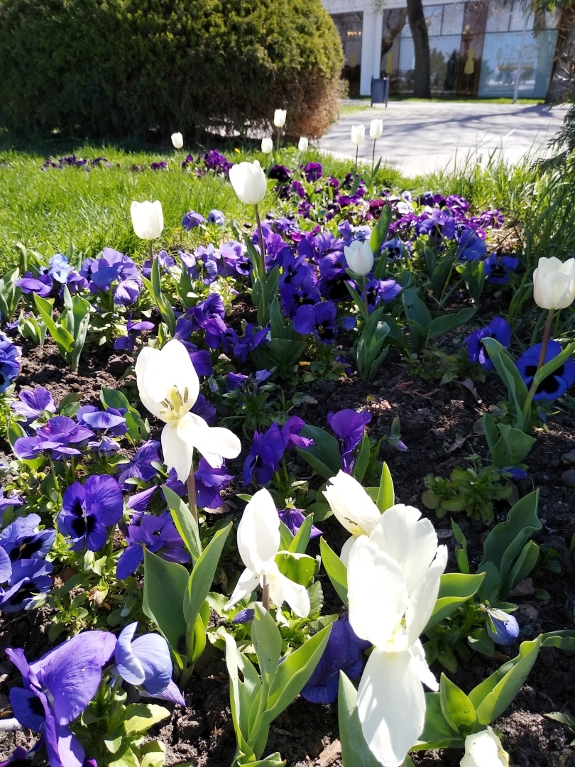 Тюльпановая Анапа 2024. Весна началась с лета, тепло за +20 🌷🌷🌷