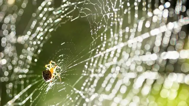 Знаете, что паутина -- самый прочный материал, созданный природой?