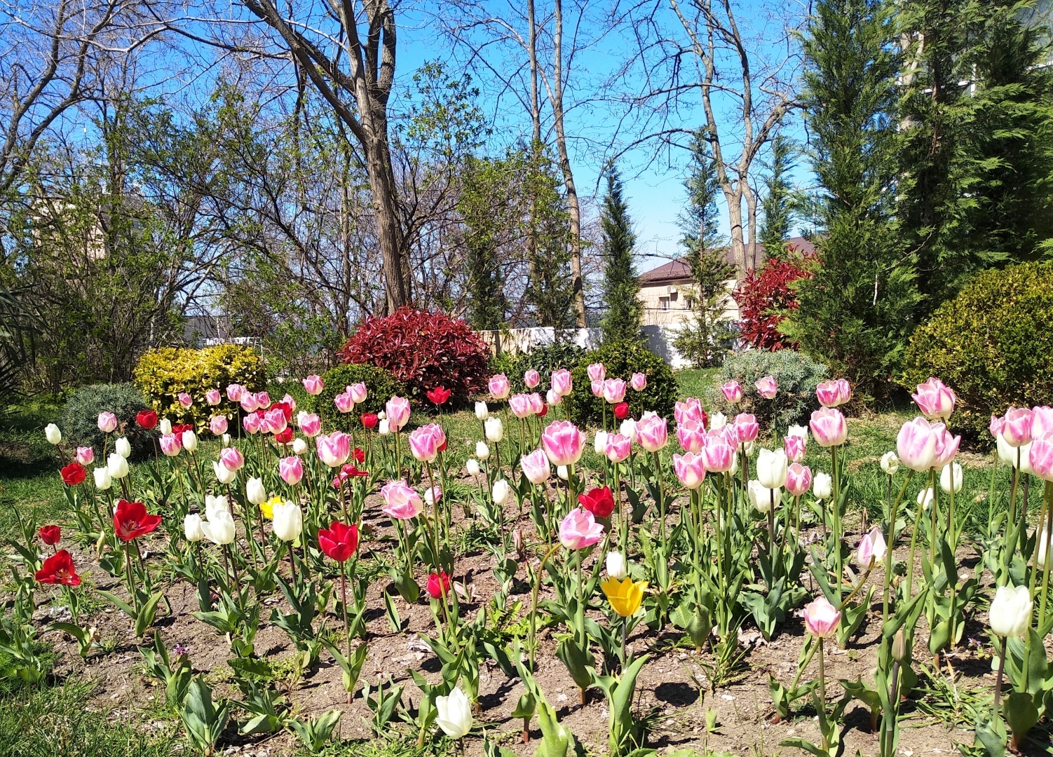 Тюльпановая Анапа 2024. Весна началась с лета, тепло за +20 🌷🌷🌷
