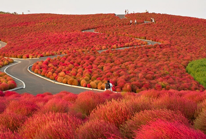 Открывая Чудеса Природы: Исследование Национального Приморского Парка Хитачи.