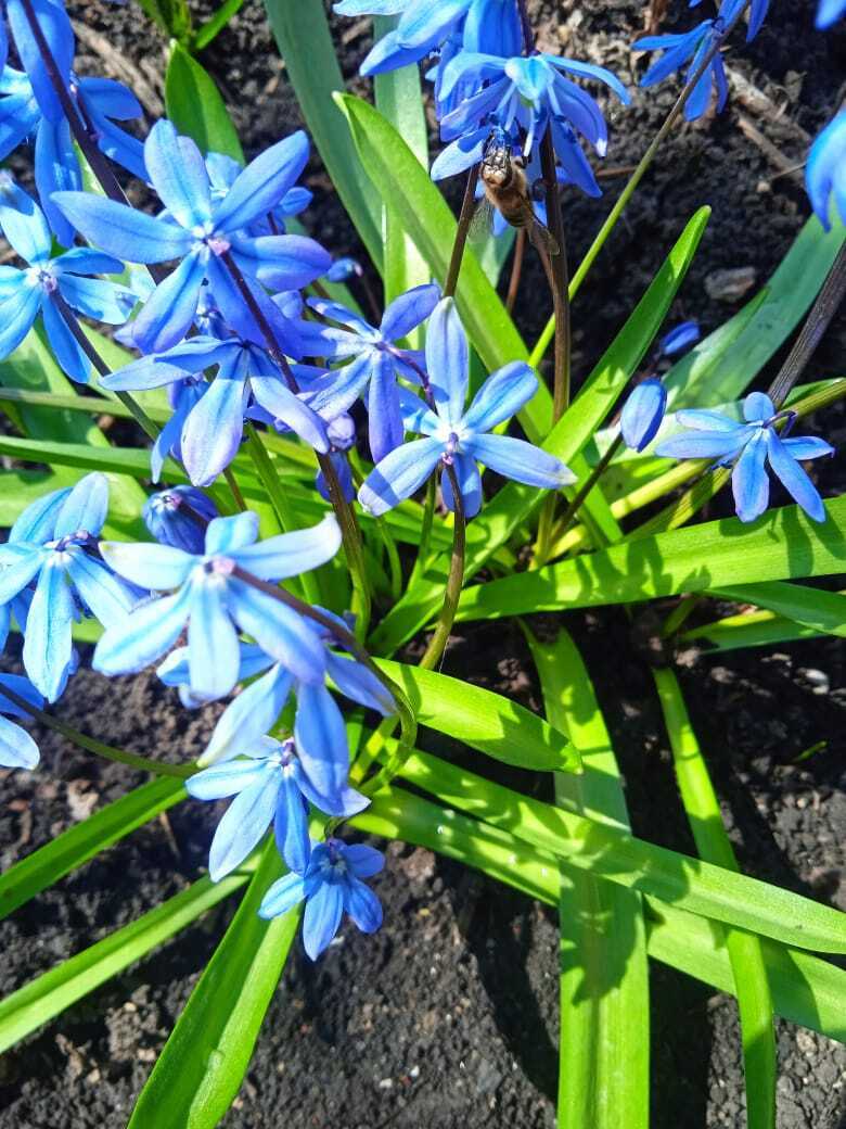 Как я провела первые апрельские выходные: чем занималась дома и на даче. Мои фотографии