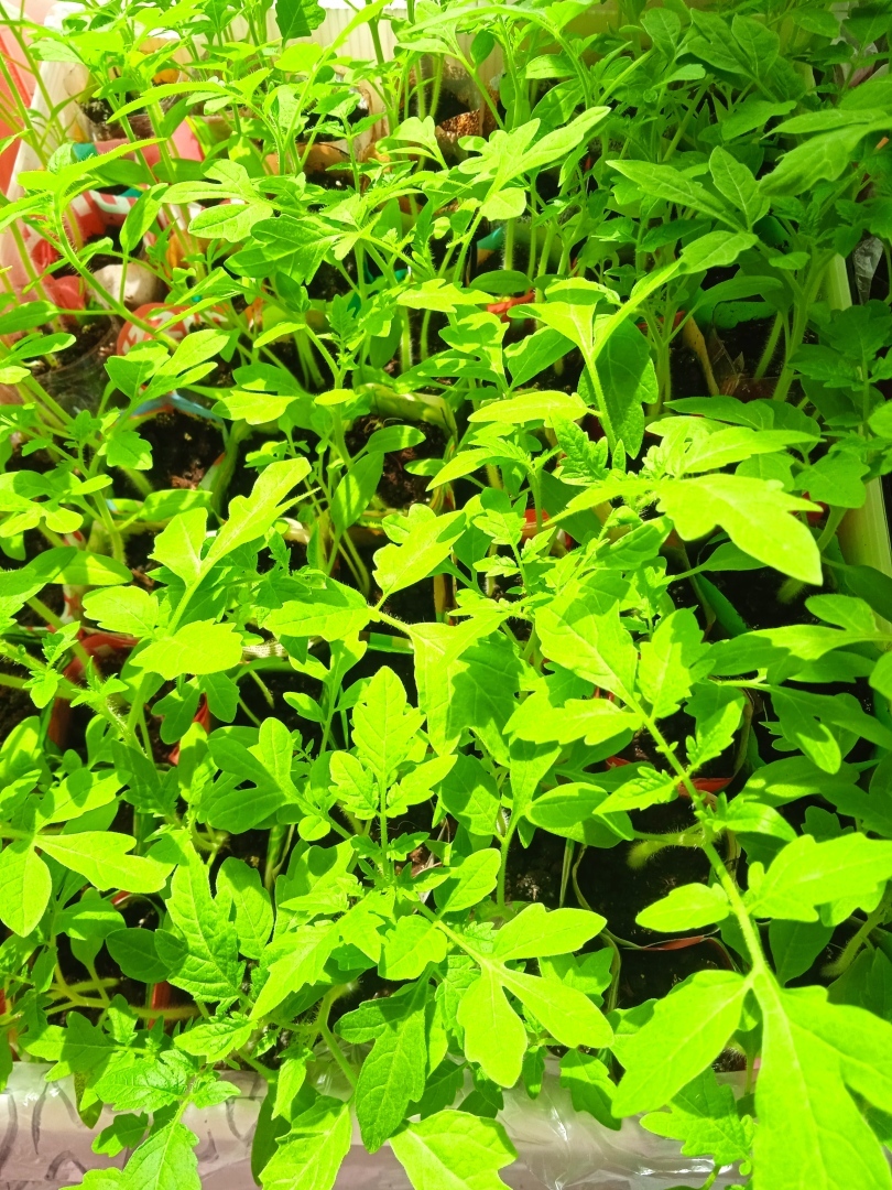 Как я провела первые апрельские выходные: чем занималась дома и на даче. Мои фотографии